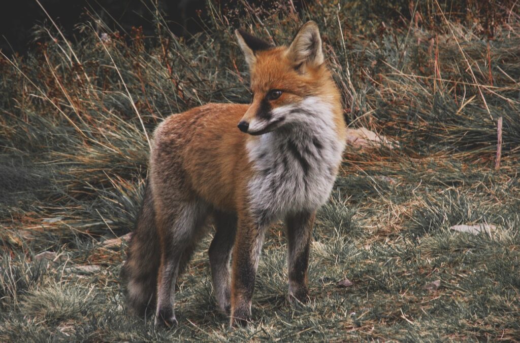 Schlauer Fuchs